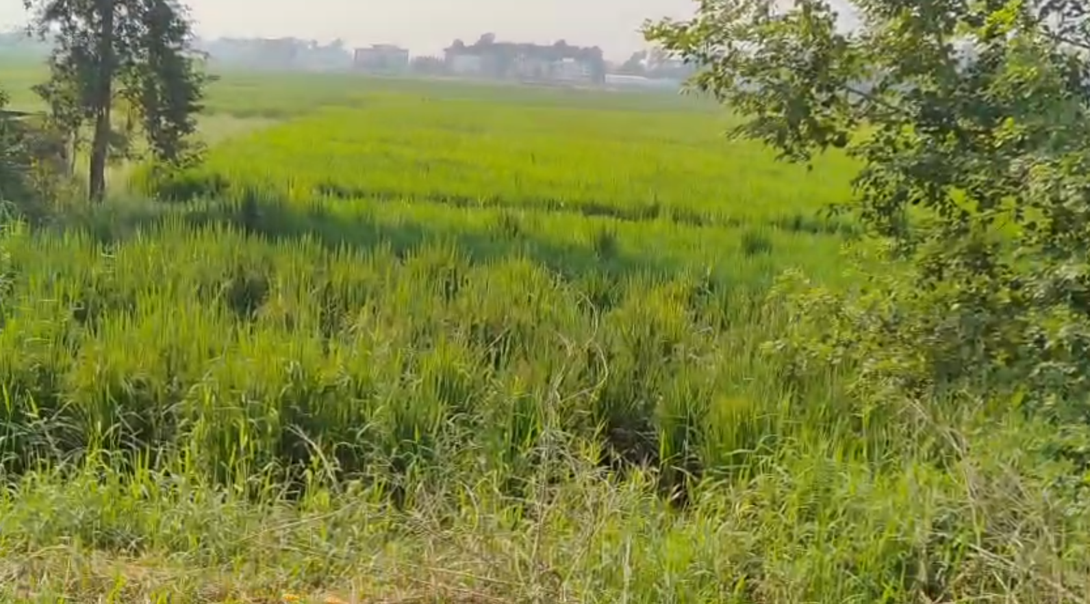 25 Katha Prime Plot for Sale Near AIIMS Patna, Naubatpur Road